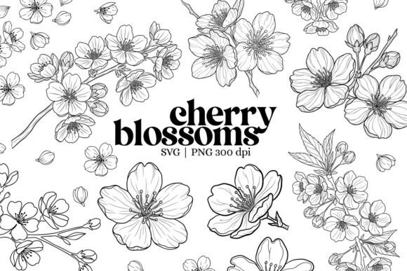 Download Botanical Cherry Blossom Outline Clipart - Line Collection